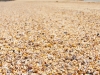 Beach Made Of Shells