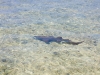 Nurse Shark