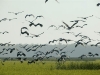 Magpie geese on the floodplains