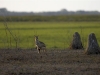 Agile wallaby