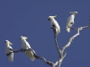 Cockatoos