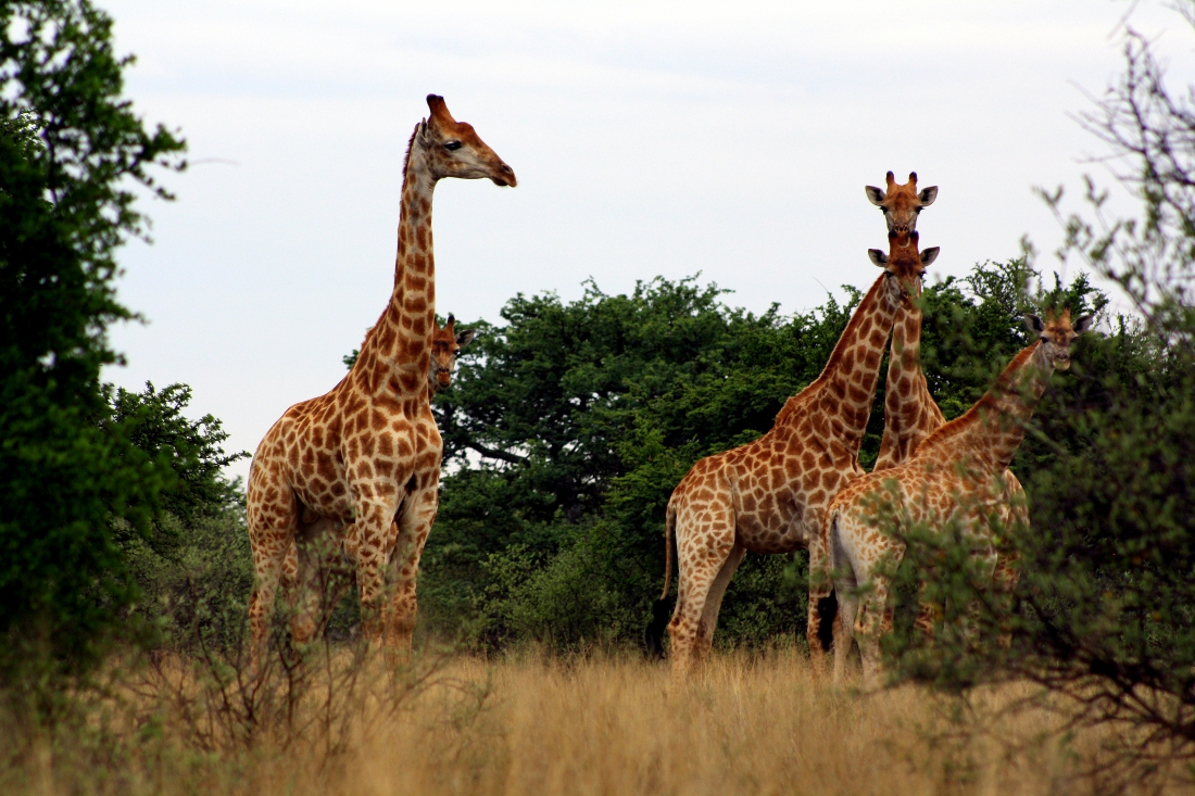 giraffes in sandveld nature reserve