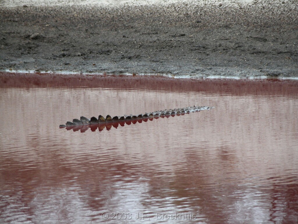 Boteti's crocodiles