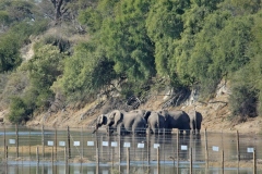 Boteti River | Botswana