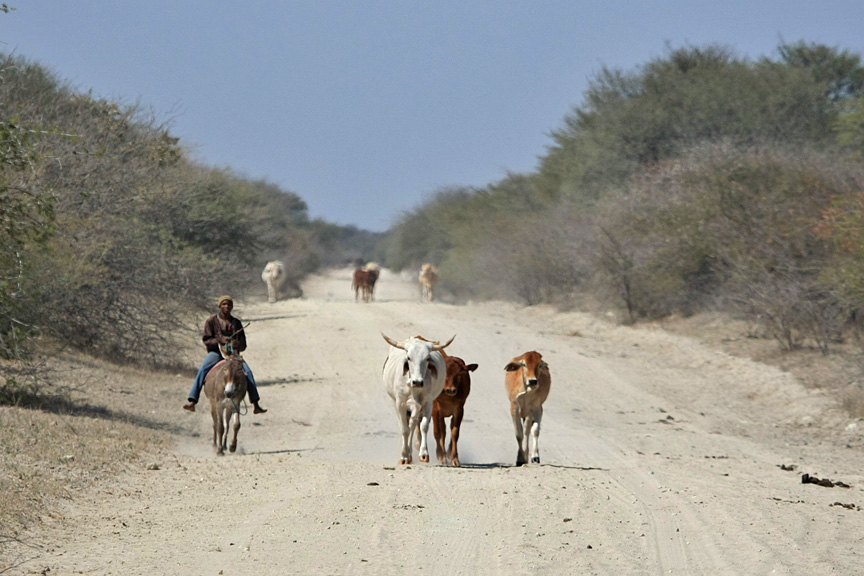 Road along the Boteti