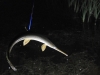 bowfishing on the Grand River (17)