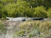 Crocodile 01