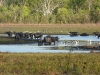 Water Buffalo 14