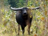 Water Buffalo 06