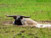 Water Buffalo 07