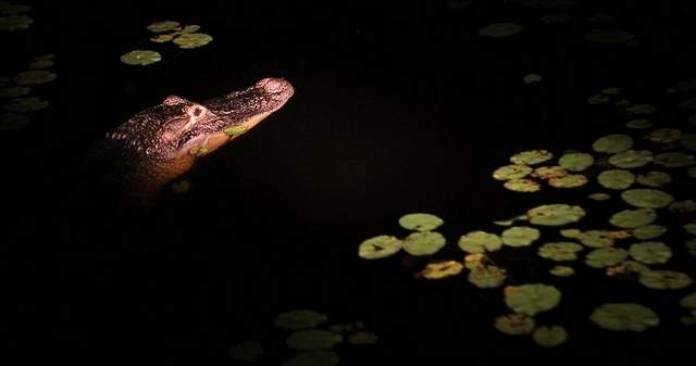 American alligator