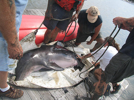 Bottlenose Dolphin