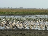 Gorongosa NP - birding paradise