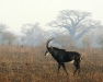 Gorongosa NP - Sable Antelope & Baobab