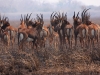 Sable Antelopes