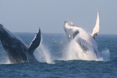 iSimangaliso Wetland Park | KwaZulu-Natal | South Africa