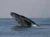 iSimangaliso - Whale Season 04