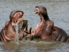 iSimangaliso Wetland Park - Lake St.Lucia Hippos 01