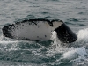 iSimangaliso - Whale Season - Curly