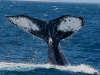 iSimangaliso - Whale Season - Tail Spin