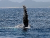 iSimangaliso - Whale Season - To All My Fans