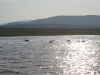 Hippos in Lake Jozini