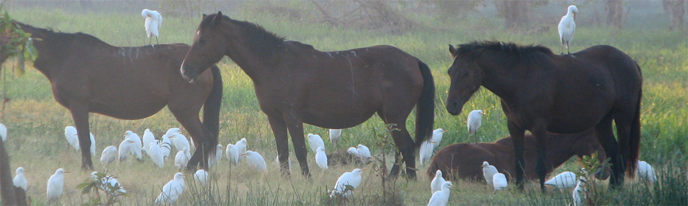 Brumby - free-roaming feral horses in Australia
