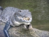 Crocodile