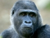 Lowland gorilla