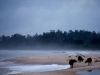 Buffalo on the beach