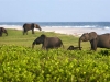 Elephants on the beach