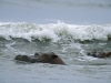 Surfing hippo