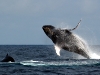 Breaching Whale