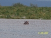 Mara River Airboat Safari Ted 01