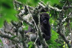 Odzala-Kokoua National Park | Congo