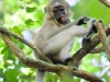 Agile Mangabey