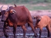 Forest Buffalo & Calf