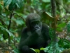 Lowland Gorillas 3