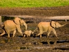 Forest Elephants