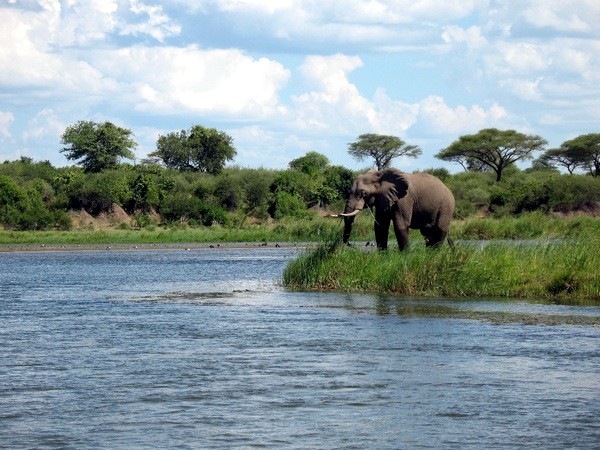 Elephant on Zambezi River