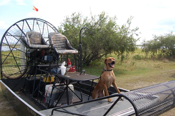 Dogs like riding in cars, and they'll love your airboat.