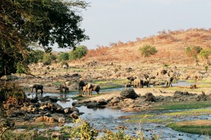 Great Ruaha River - Elephants