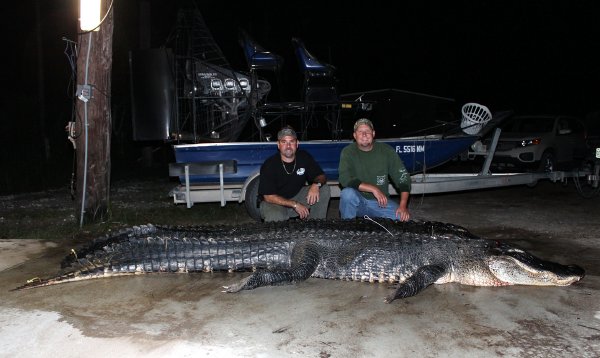 Alligator 11.5 ft