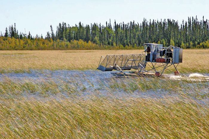 Wild rice is harvested near Cranberry Portage