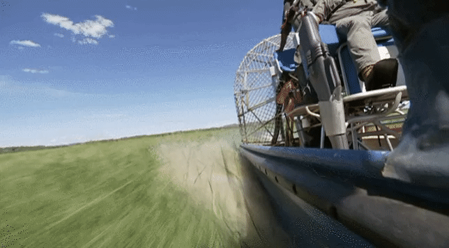 The rangers skim the wetlands in an airboat.