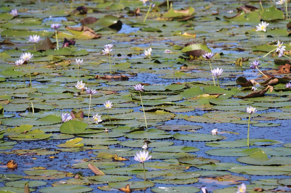 Water lilies are just one of around 2,000 plant species found on wetlands in Kakadu National Park.