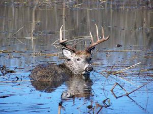 This buck was mired in Rice Lake mud about 400 yards from solid ground.