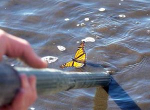 A monarch butterfly stuck in the water was also rescued