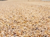 Beach Made Of Shells