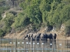 Elephants enjoying new river flow